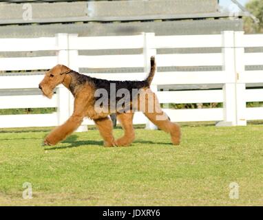 A profile view of a black and tan Airedale Terrier dog walking on the grass, looking happy. It is known as the king of terriers as it is the largest breed of terriers and for being very intelligent, independent, strong-minded, stoic, and sometimes stubborn Stock Photo