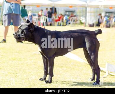 A profile view of a young, beautiful black and white medium sized Cane Corso dog with cropped  ears standing on the grass. The Italian Mastiff is a powerfully built animal with great intelligence and a willingness to please. Stock Photo
