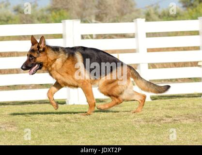 A young, beautiful, black and tan German Shepherd Dog walking on the grass while looking happy and playful. The Alsatian aka Berger Allemand, is a very good security dog often used by the police and military. Stock Photo