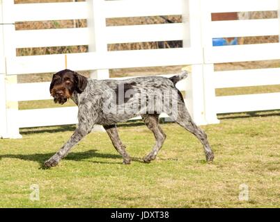 A young, beautiful, liver, black and white ticked German Wirehaired Pointer dog walking on the grass. The Drahthaar has a distinctive eyebrows, beard and whiskers and straight harsh wiry coat. Stock Photo