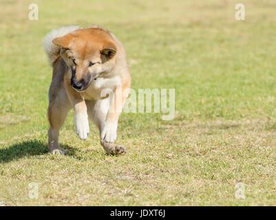 A portrait view of a young beautiful fawn, sesame brown Shiba Inu puppy dog standing on its back legs on the grass. Japanese Shiba Inu dogs are similar to Akita dogs only smaller and they look like a fox. Stock Photo