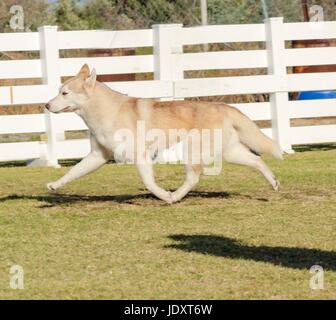 A profile view of a young beautiful copper red fawn and white Siberian Husky dog running, known for their amazing endurance and willingness to work.They look like wolves. Stock Photo