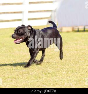 A small, young, beautiful, black Staffordshire Bull Terrier walking on the grass looking playful and cheerful. English Staff dogs are medium sized, stocky and very muscular dogs similar to american pitbulls. Stock Photo