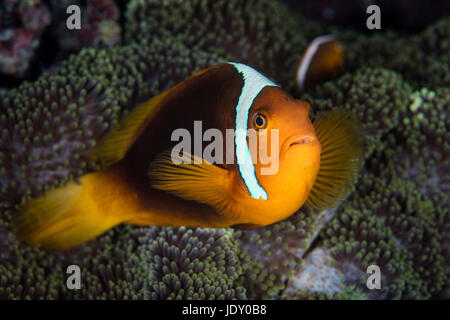 White Bonnet Anemonefish, Amphiprion leucokranos, Melanesia, Pacific Ocean, Solomon Islands Stock Photo