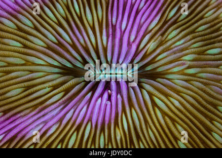 Detail of Mushroom Coral, Fungia sp., Wakatobi, Celebes, Indonesia Stock Photo
