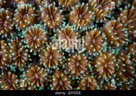 Details of Coral Polyps, Galaxea sp., Wakatobi, Celebes, Indonesia Stock Photo