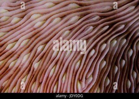 Detail of Mushroom Coral, Fungia sp., Wakatobi, Celebes, Indonesia Stock Photo