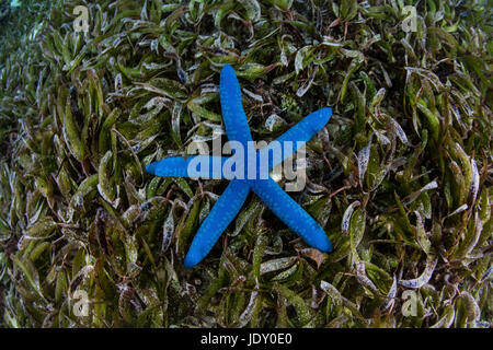 Blue Starfish in Seagras Bed, Linckia laevigata, Wakatobi, Celebes, Indonesia Stock Photo