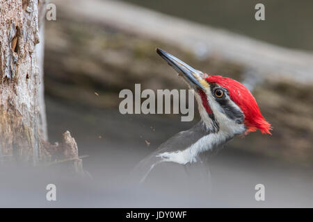 Pileated woodpecker Stock Photo