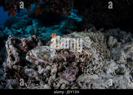 Beauforts Crocodilefish camouflaged, Cymbacephalus beauforti, Wakatobi, Celebes, Indonesia Stock Photo