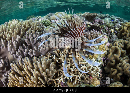 Young Lionfish, Pterois volitans, Wakatobi, Celebes, Indonesia Stock Photo