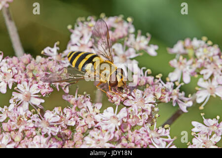 Hoverfly (Syrphus ribesii) feeding on cow parsley Stock Photo