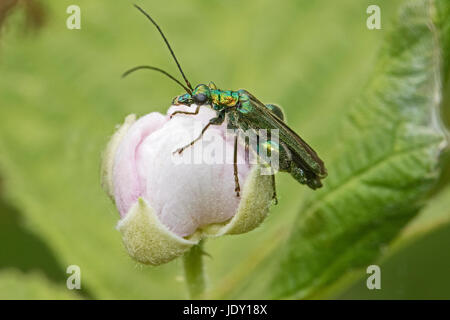 Male Swollen Thighed Flower Beetle  (Oedemera nobilis) Stock Photo