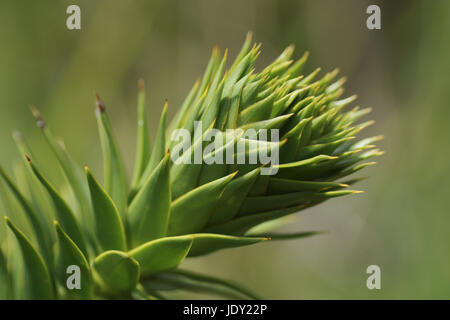 Araucaria araucana Stock Photo