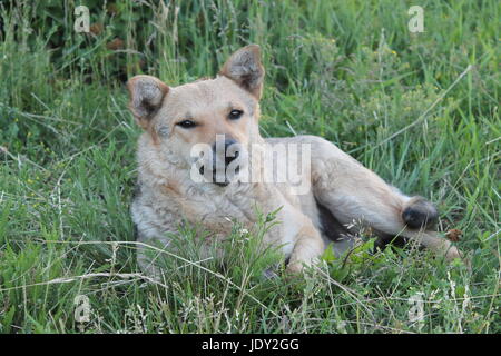 Abandoned shaggy dog sits on the street outdoor Stock Photo