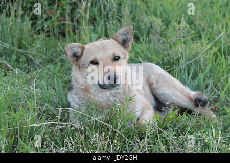 Abandoned shaggy dog sits on the street outdoor Stock Photo