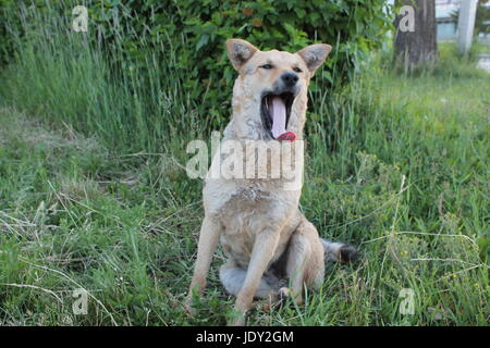 Abandoned shaggy dog sits on the street outdoor Stock Photo