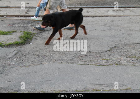 Abandoned shaggy dog sits on the street outdoor Stock Photo