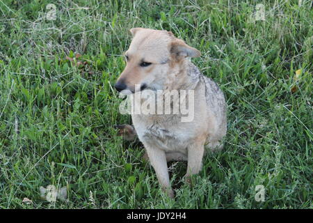 Abandoned shaggy dog sits on the street outdoor Stock Photo