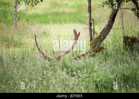 An elk, resting in a meadow, is camouflaged among tree trunks. Stock Photo