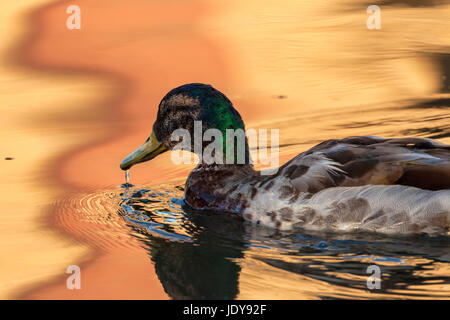 A mallard bird on the move for early morning meal Stock Photo