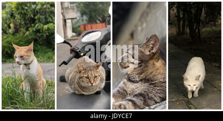 Collection of cat on the street in daytime. Stock Photo