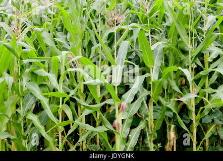 Planting corn with high green plants Stock Photo