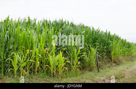 Planting corn with high green plants Stock Photo