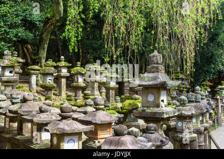 kasuga-taisha stone lanterns Stock Photo