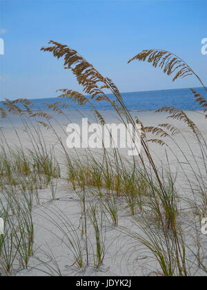 Beach Grass Stock Photo