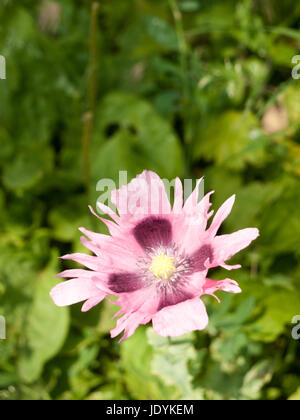 pink wild poppy flower head with purple inside grass background lush Stock Photo