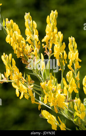 June flowers of the dyer's broom, Genista tinctoria, a hardy dye prducing plant for textiles Stock Photo