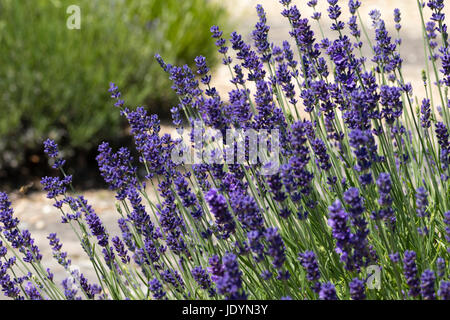 June flowers and foliage of the shrubby English lavender, Lavandula angustifolia 'Loddon Blue' Stock Photo