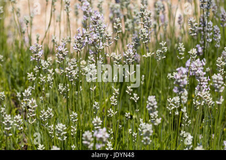 June flowers and foliage of the shrubby English lavender, Lavandula angustifolia 'Rosea' Stock Photo