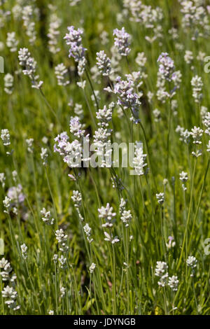 June flowers and foliage of the shrubby English lavender, Lavandula angustifolia 'Rosea' Stock Photo