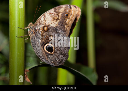 Close-up of a beautiful tropical Owl Butterfly, Caligo Memnon, in delicate shades of blue and cream, with the characteristic eye spot on its lower wing. Isolated on white with clipping path. Stock Photo