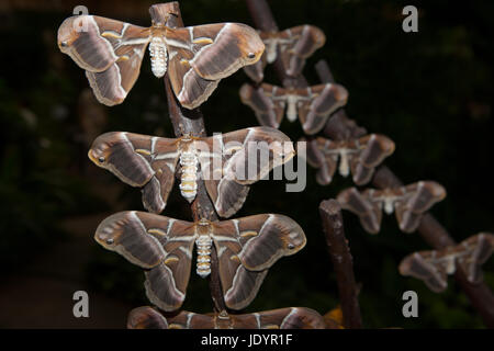 Silk butterfly, Samia ricini, close-up. Perched on branches
