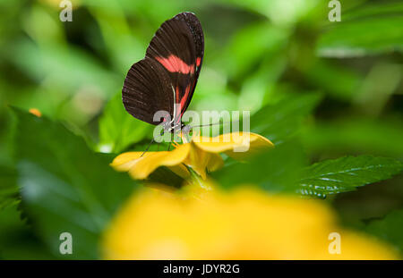 The Postman Butterfly, or Heliconius melpomene. These type of Butterflies are also known as passion vine butterflies. They range from Brazil to Mexico. Stock Photo
