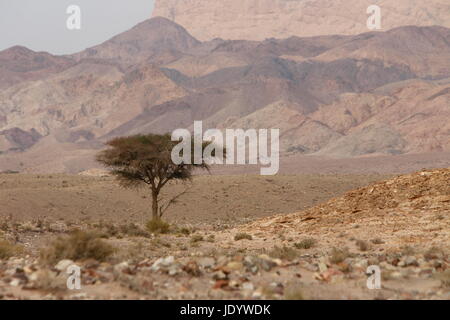 A flat tire on a Taxi on the Desertroad 65 near the Towns Safi and Aqaba in Jordan in the middle east. Stock Photo
