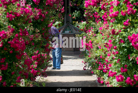 Hamburg, Germany. 21st June, 2017. A man smells the flowers at the rose garden in the 'Plants and Flowers' park in Hamburg, Germany, 21 June 2017. Photo: Axel Heimken/dpa/Alamy Live News Stock Photo