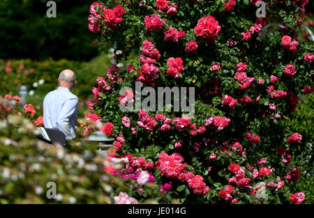 Hamburg, Germany. 21st June, 2017. A man walks under the sunshine through a rose garden in the 'Plants and Flowers' park in Hamburg, Germany, 21 June 2017. Photo: Axel Heimken/dpa/Alamy Live News Stock Photo