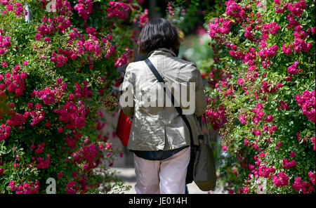 Hamburg, Germany. 21st June, 2017. A woman walks under the sunshine through a rose garden in the 'Plants and Flowers' park in Hamburg, Germany, 21 June 2017. Photo: Axel Heimken/dpa/Alamy Live News Stock Photo