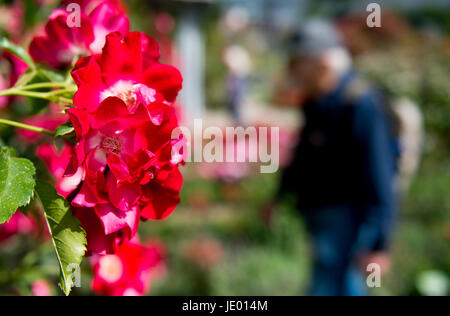 Hamburg, Germany. 21st June, 2017. A man walks under the sunshine through a rose garden in the 'Plants and Flowers' park in Hamburg, Germany, 21 June 2017. Photo: Axel Heimken/dpa/Alamy Live News Stock Photo