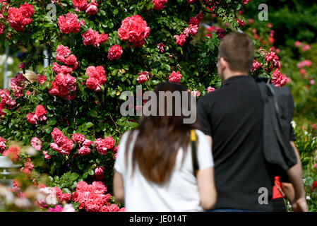 Hamburg, Germany. 21st June, 2017. A man and a woman walk under the sunshine through a rose garden in the 'Plants and Flowers' park in Hamburg, Germany, 21 June 2017. Photo: Axel Heimken/dpa/Alamy Live News Stock Photo