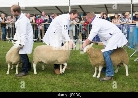 Edinburgh, Scotland, UK. 22nd June, 2017. First, second and third in a Cheviot class at the Royal Highland Show, Edinburgh Credit: Kay Roxby/Alamy Live News Stock Photo