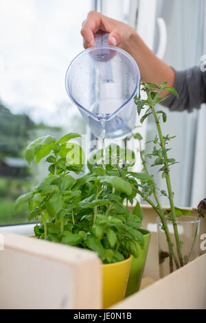 Watering the kitchen herbs - Young woman pouring fresh water into pots with fresh herbs on her appartment's kitchen window Stock Photo