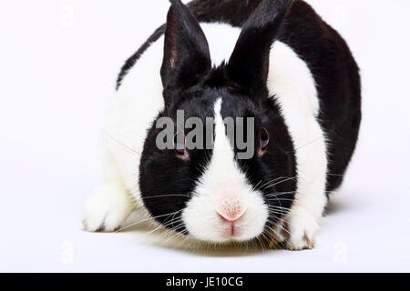 Black and white dutch pet rabbit isolated on white Stock Photo