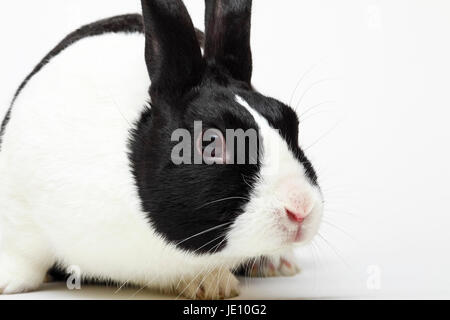Black and white dutch pet rabbit isolated on white Stock Photo