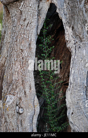 young plant in hollow olive stem Stock Photo