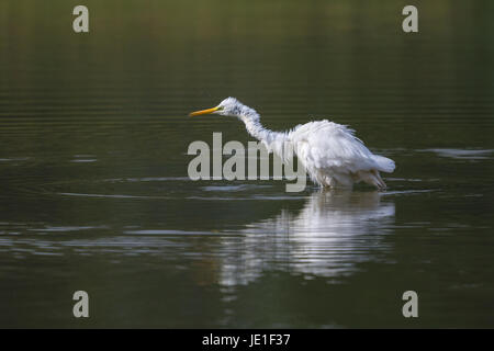 natural great white egret (egretta alba) standing in green water shaking plumage Stock Photo